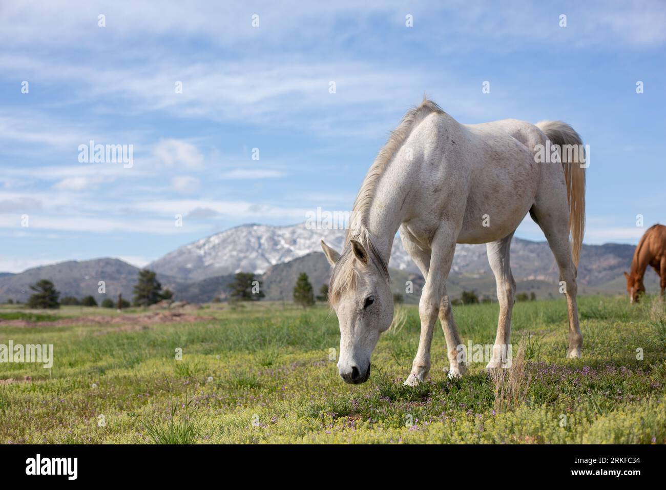 Weißes Pferd, das im Frühjahr durch ein Feld geht Stockfoto