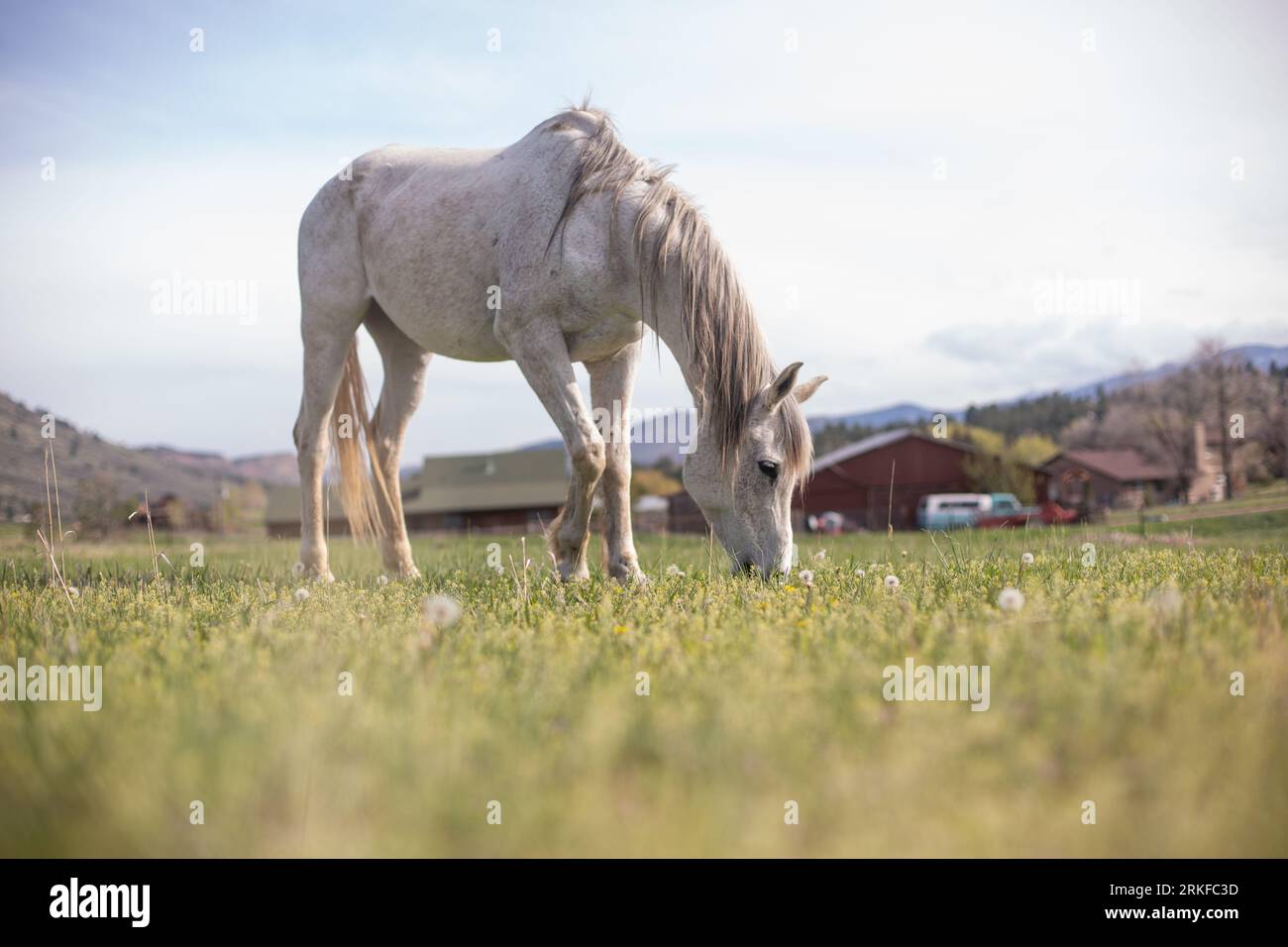 Arabische Pferde essen im Frühlingsfeld Stockfoto