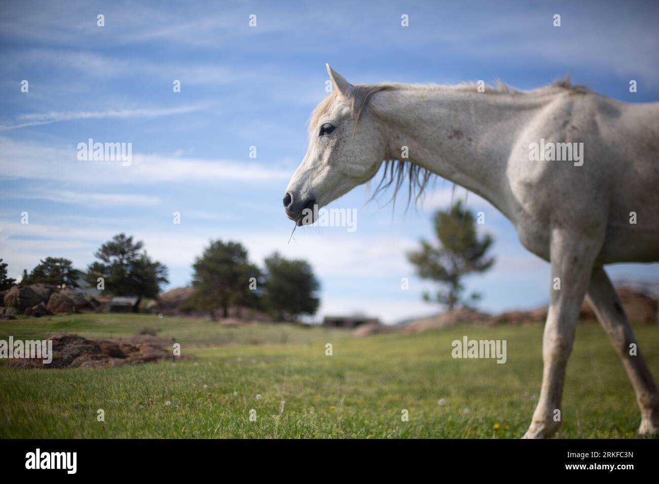 Weißes Pferd, das auf einem Feld mit Bäumen spaziert Stockfoto