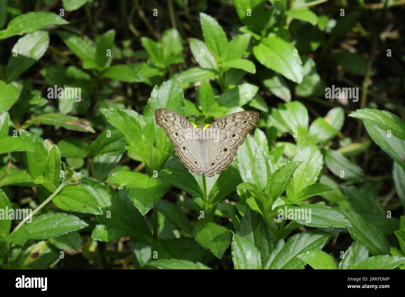 Hochwinkelansicht eines Grauen Pansy-Schmetterlings (Junonia Atlites), der seine Flügel auf einer nachlaufenden Gänseblümchenblume öffnet Stockfoto