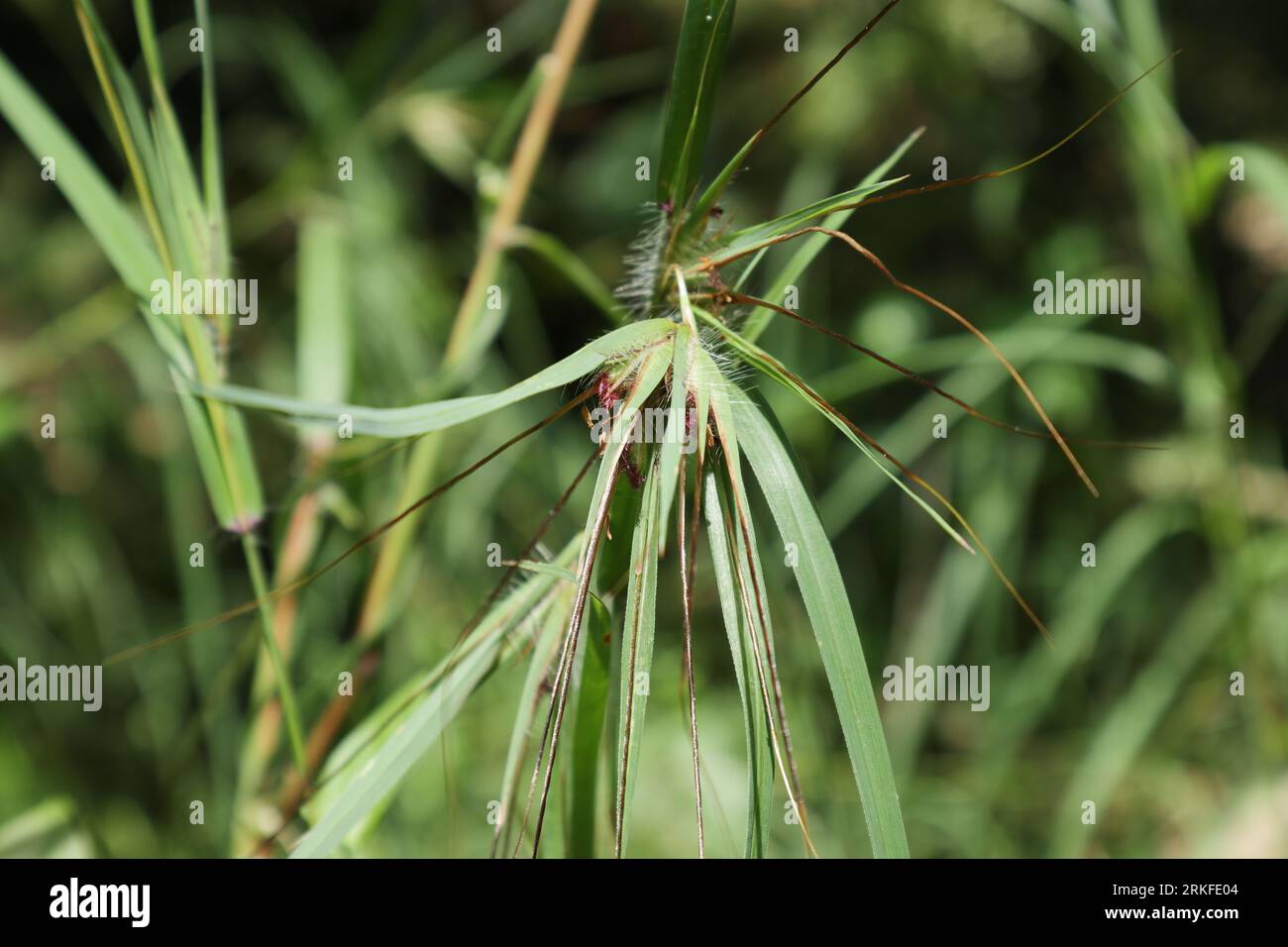 Nahaufnahme eines Blütenstandes mit Samen einer Heteropogon contortus ayurvedischen Pflanze Stockfoto