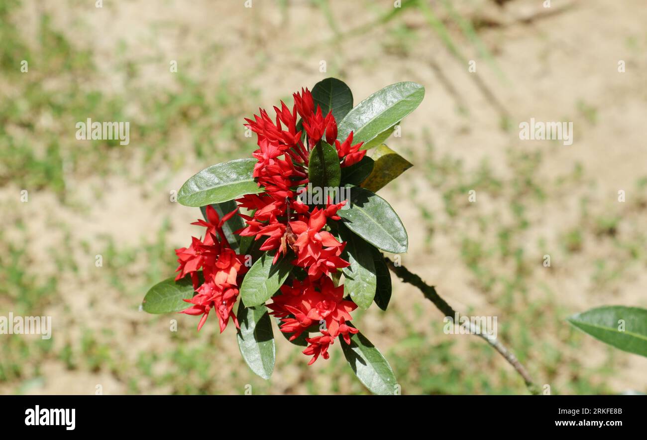 Wenige rötliche Blütenhaufen einer Topfgeranenpflanze (Ixora Coccinea) Stockfoto