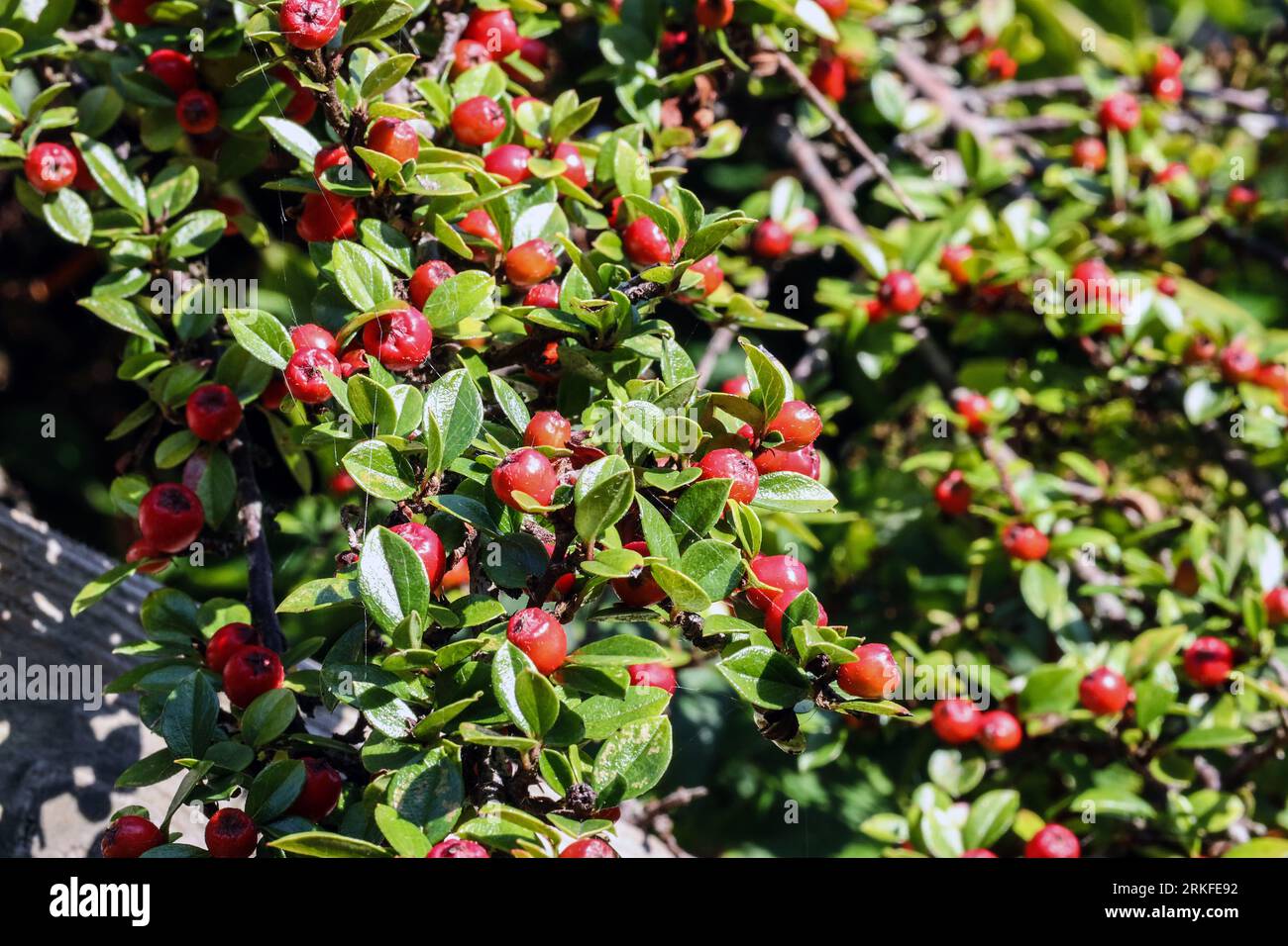 Reiche rote Beeren eines Cotoneaster horizontalis Busches Stockfoto
