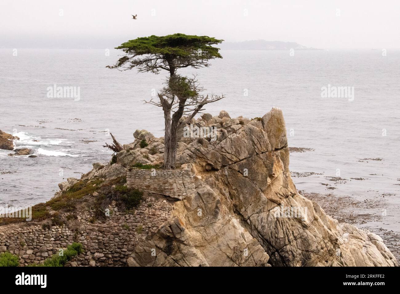 Die Lone Cypress Stockfoto