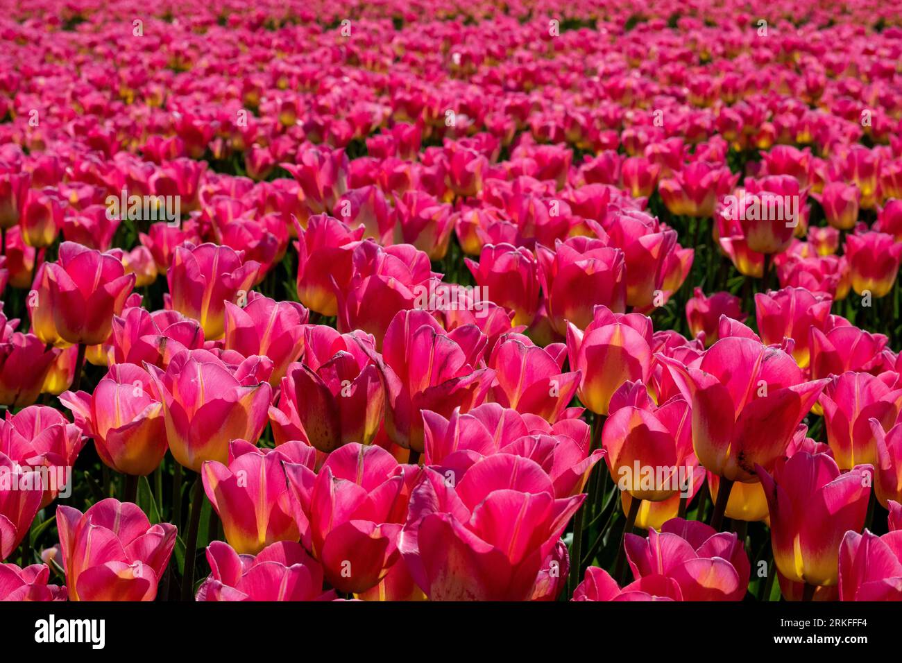 Meer von Tulpen Stockfoto