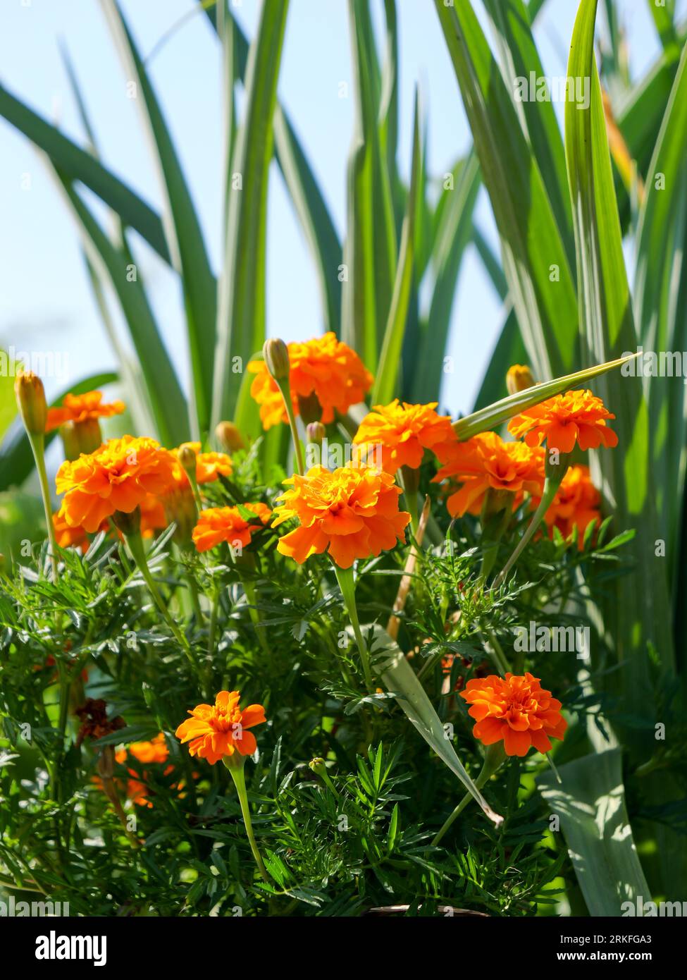 Sonniger Tag mit schönen Blumen in der Natur Stockfoto