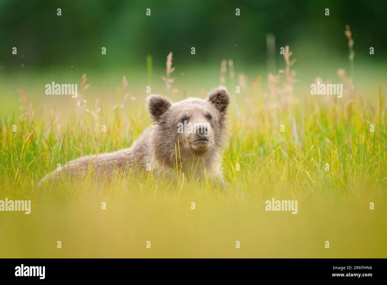 Küsten-Braunbärenjunges im Sedge Grass Stockfoto