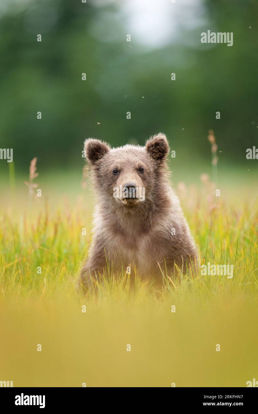 Braunes Bärenjunges, Das Sedge Grass Isst Stockfoto
