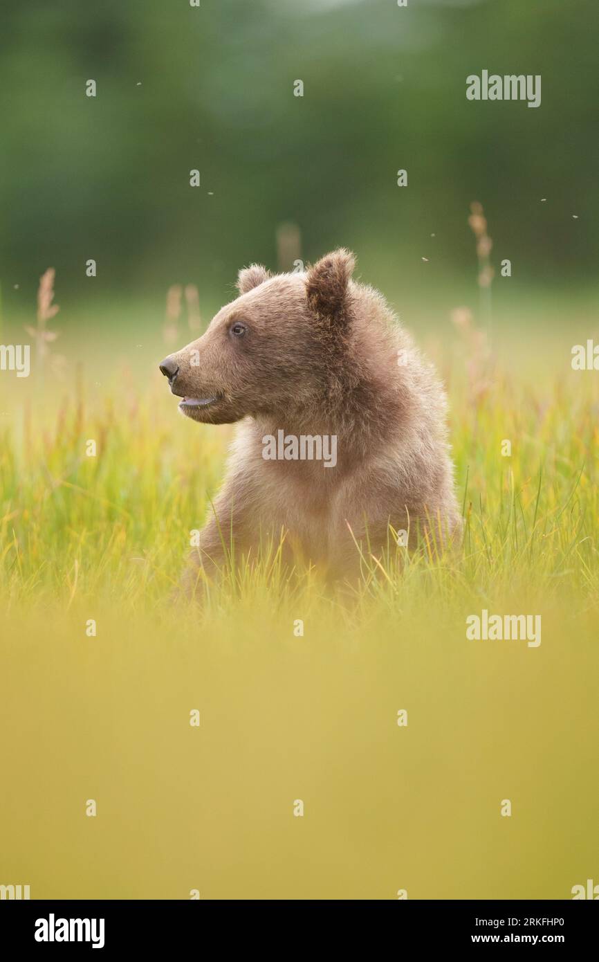 Braunes Bärenjunges sitzt im Sedge Grass Stockfoto
