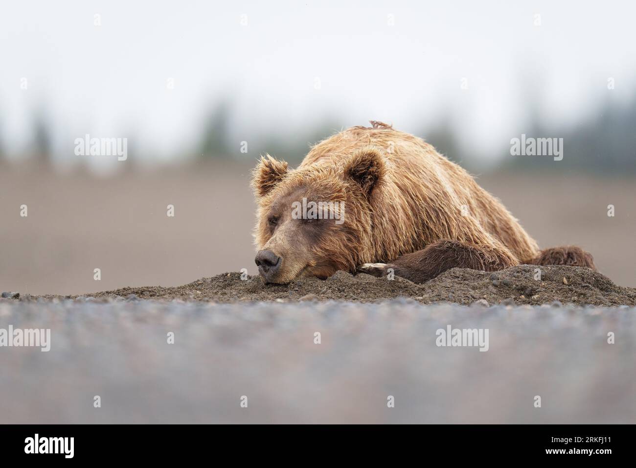 Brown Bear Sau NAP on the Beach Stockfoto