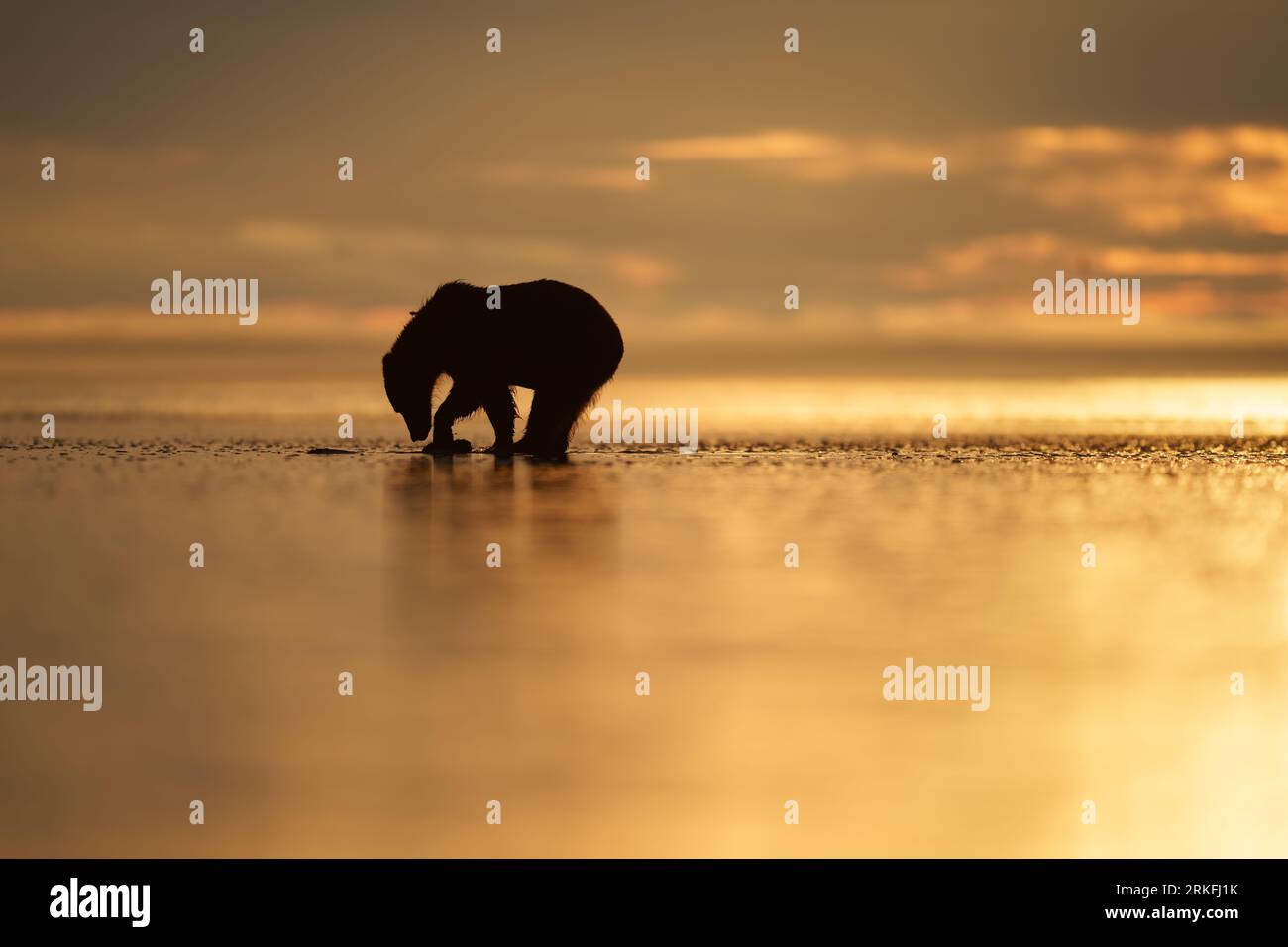 Braunbär beim Sonnenaufgang Stockfoto