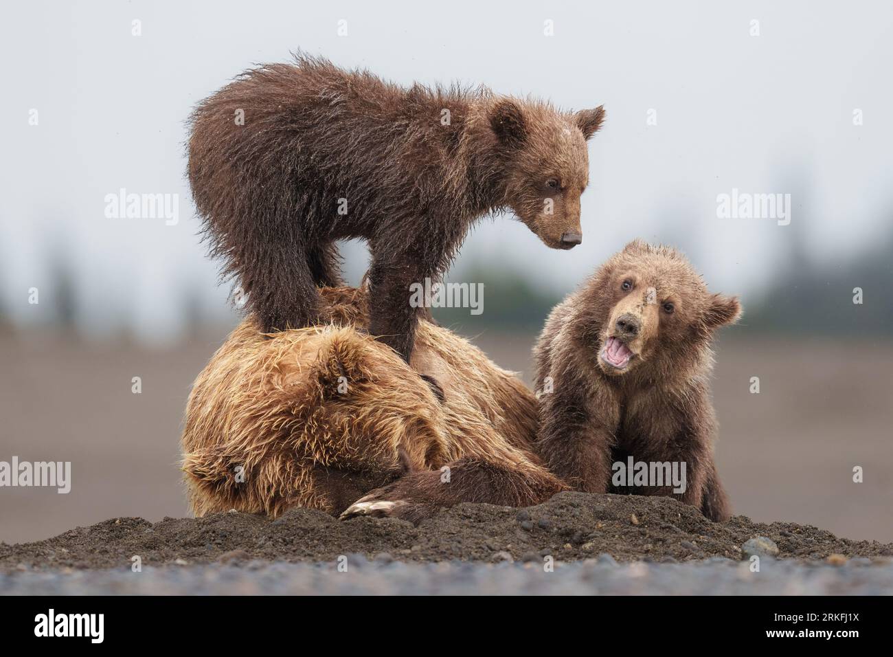 Zwei Braune Bärenjungen Spielen Auf Ihrer Mutter Stockfoto