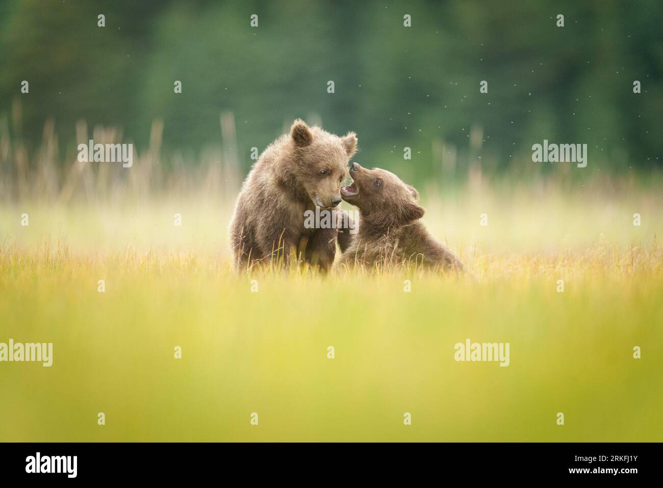 Braune Bärenschwestern spielen in einem Feld Stockfoto