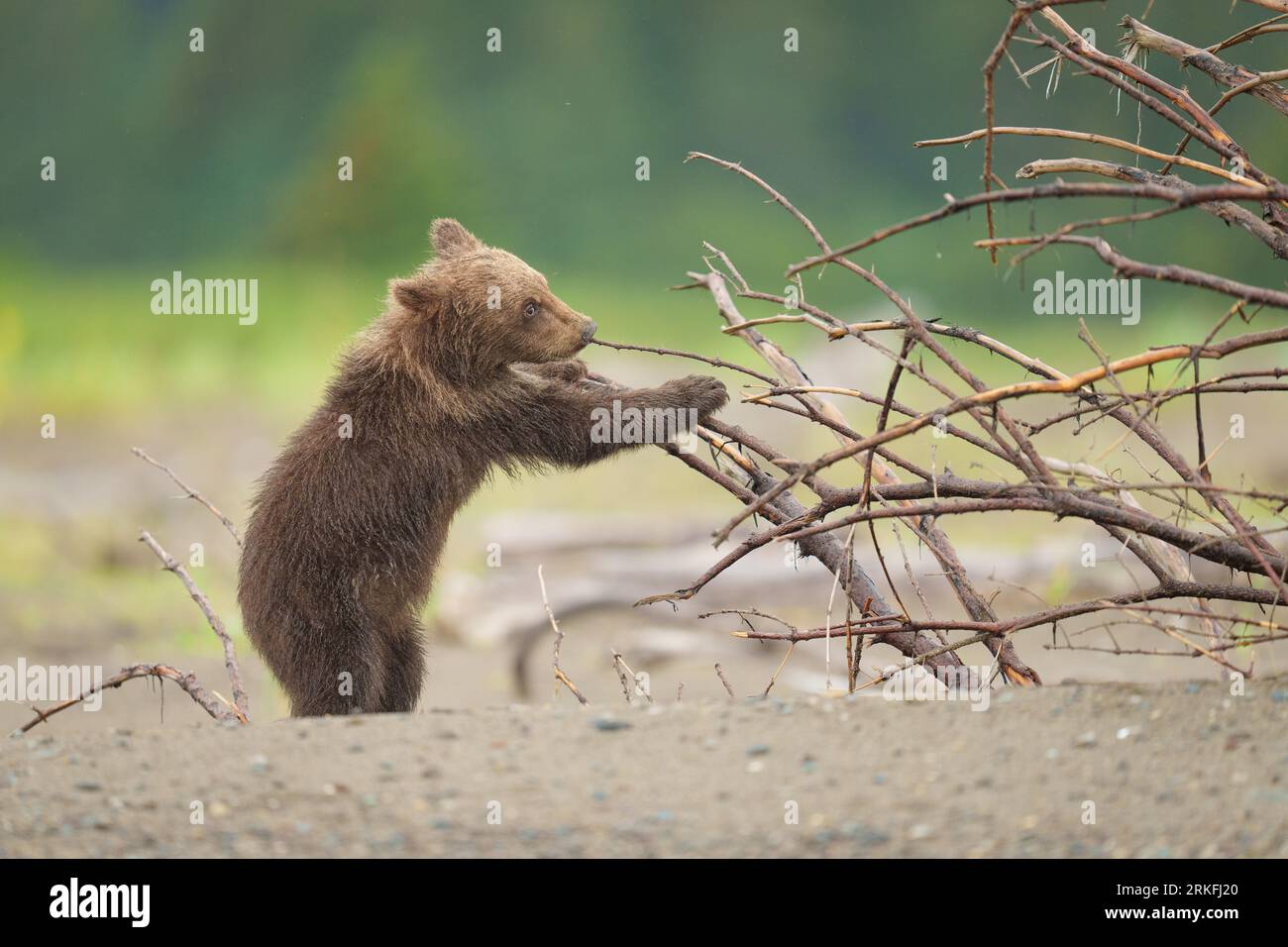 Braunes Bärenjunges spielt mit Baumzweigen Stockfoto