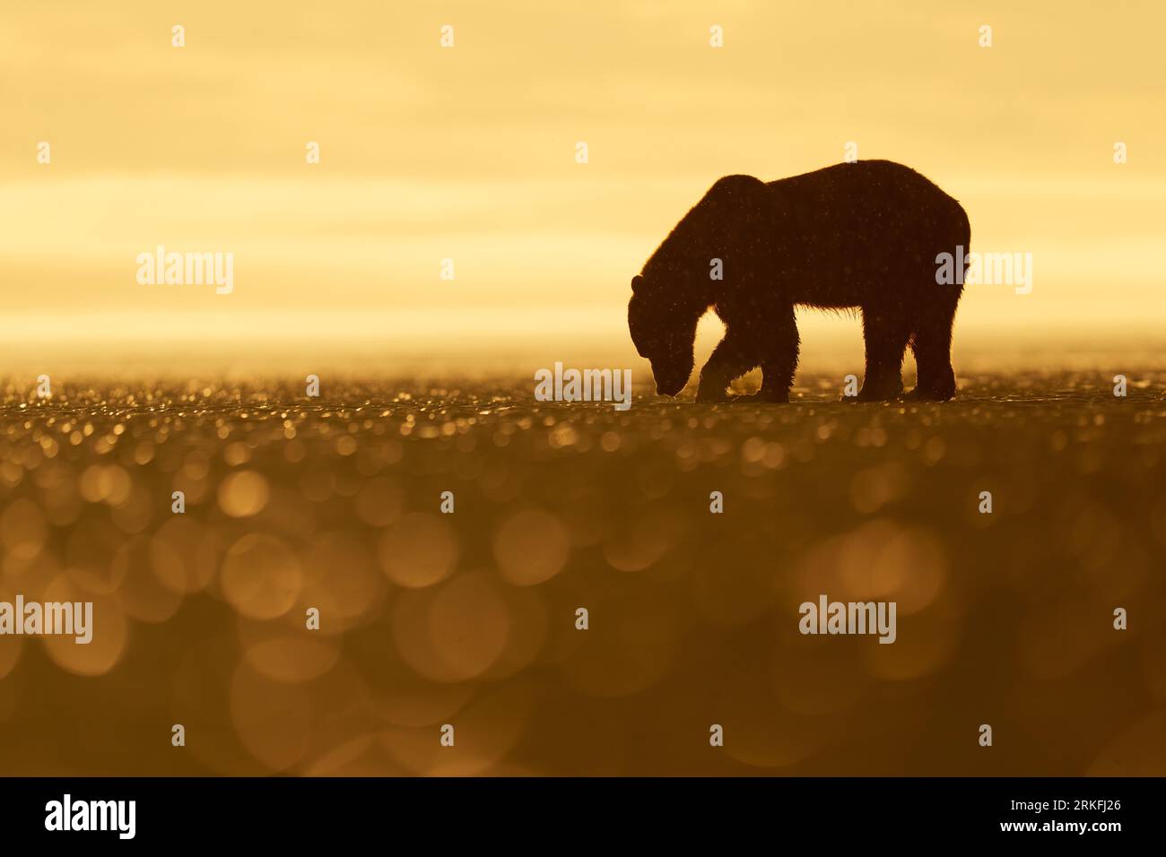 Brown Bear (Ursus-Bögen) sucht bei Sunrise nach Muscheln Stockfoto