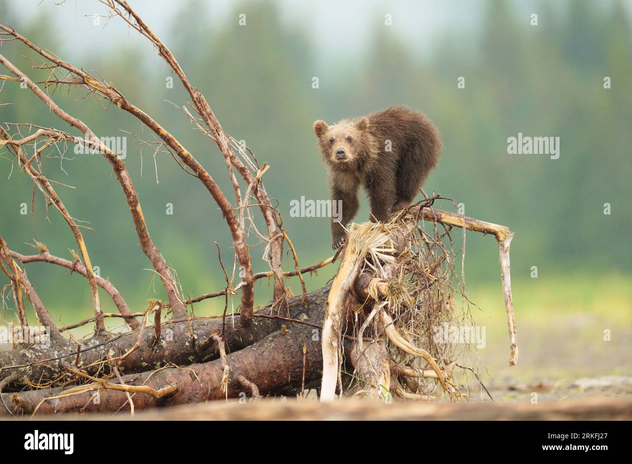 Brown Bear Cub Erforscht Den Toten Baum Stockfoto