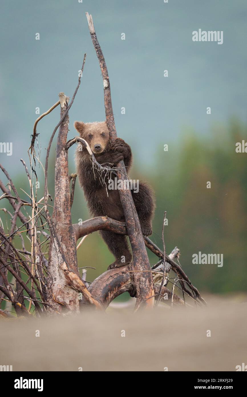 Braunes Bärenjunges Klettert Auf Den Toten Baum Stockfoto