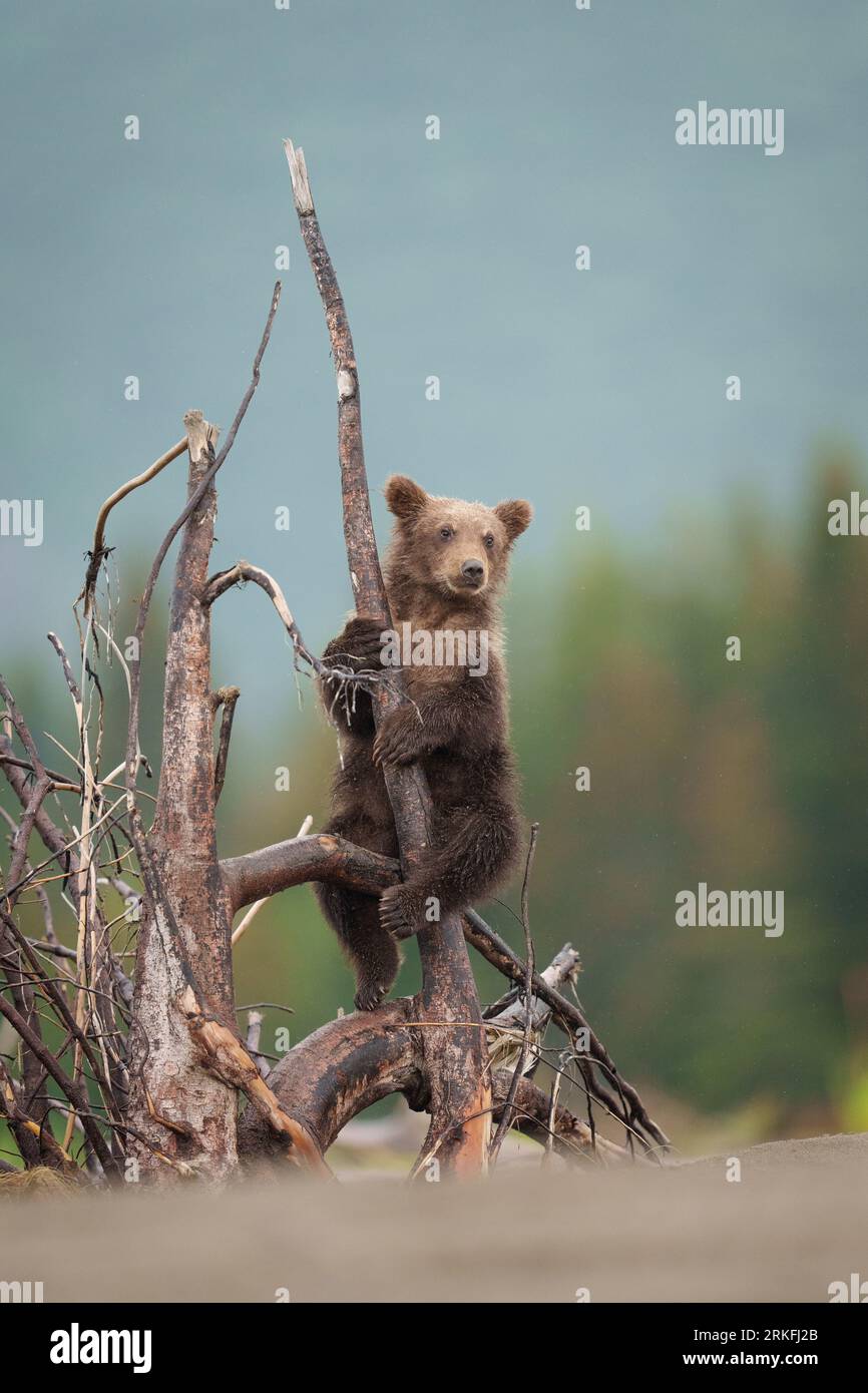 Braunes Bärenjunges Klettert Auf Baumschlinge Stockfoto