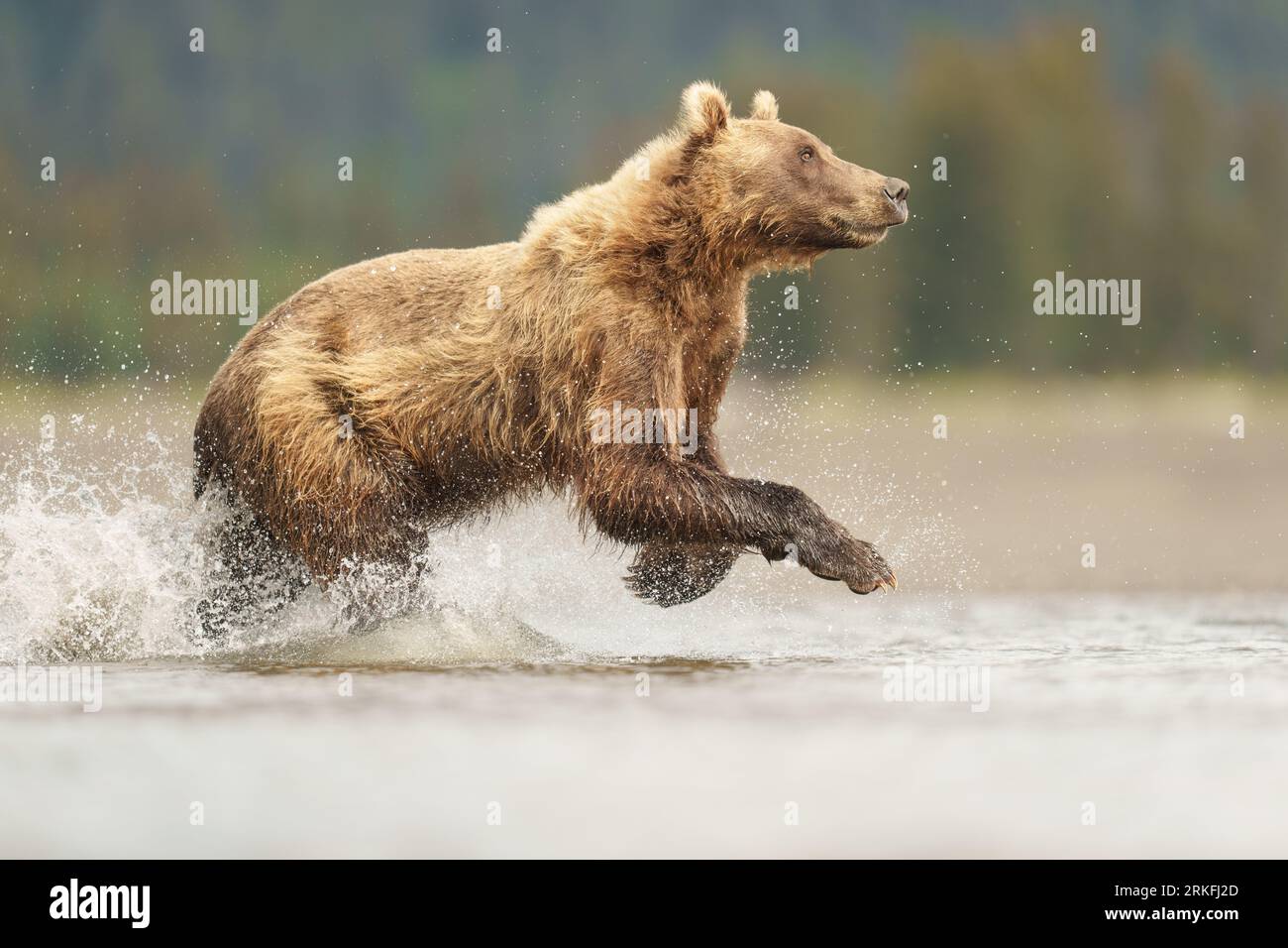 Brauner Bär läuft durch das Wasser Stockfoto