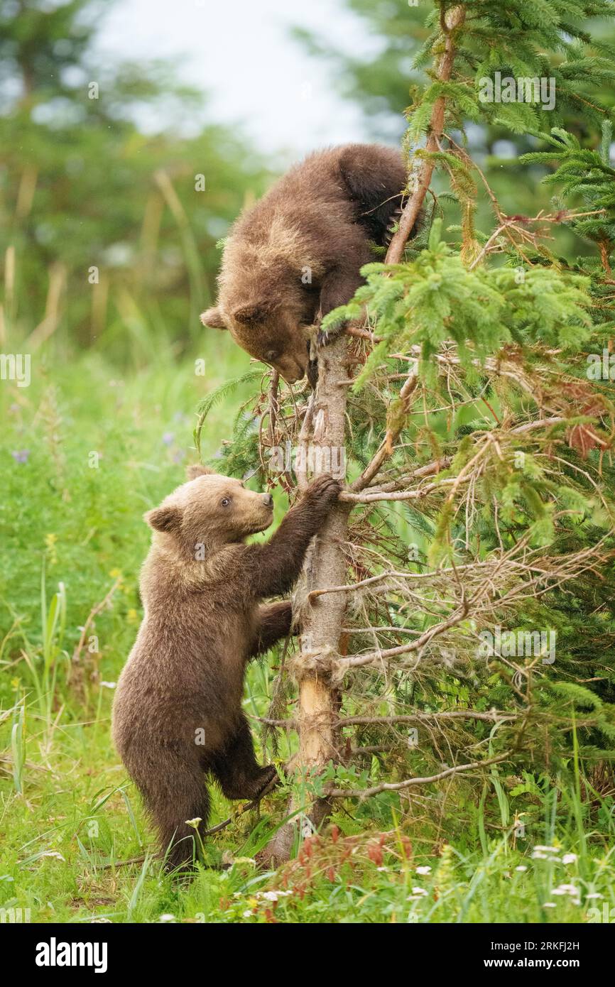 Zwei Bärenjungen, die einen Baum erklimmen Stockfoto