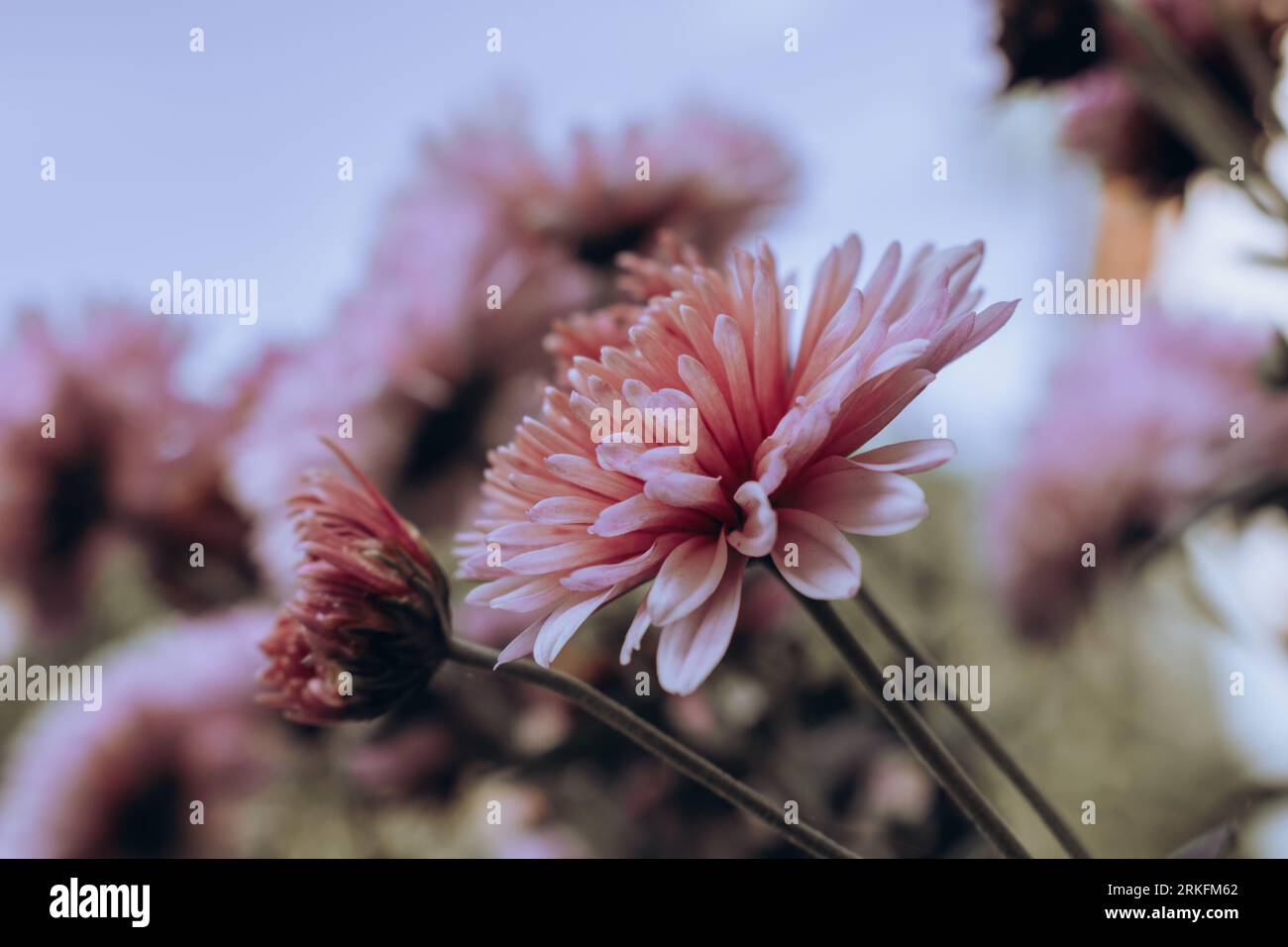 Rosafarbene Chrysanthemen blühen im Garten aus nächster Nähe am Himmel Stockfoto