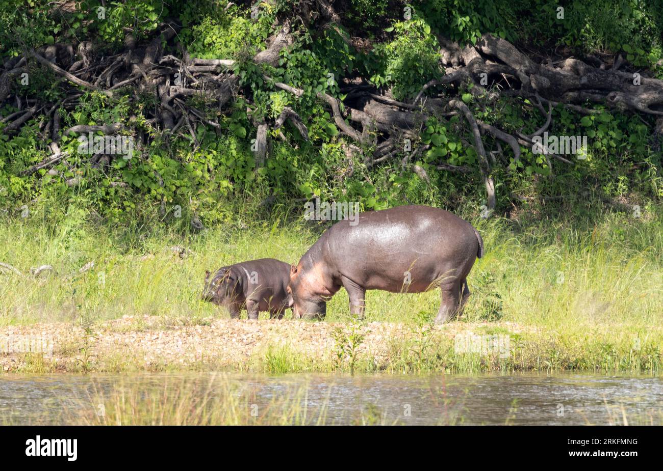 Eine Hippo-Kuh und ein Kalb grasen am Ufer des Ruaha River. Sekrete schützen ihre empfindliche Haut, wenn sie das Wasser für einen Mittagssnack verlassen. Stockfoto