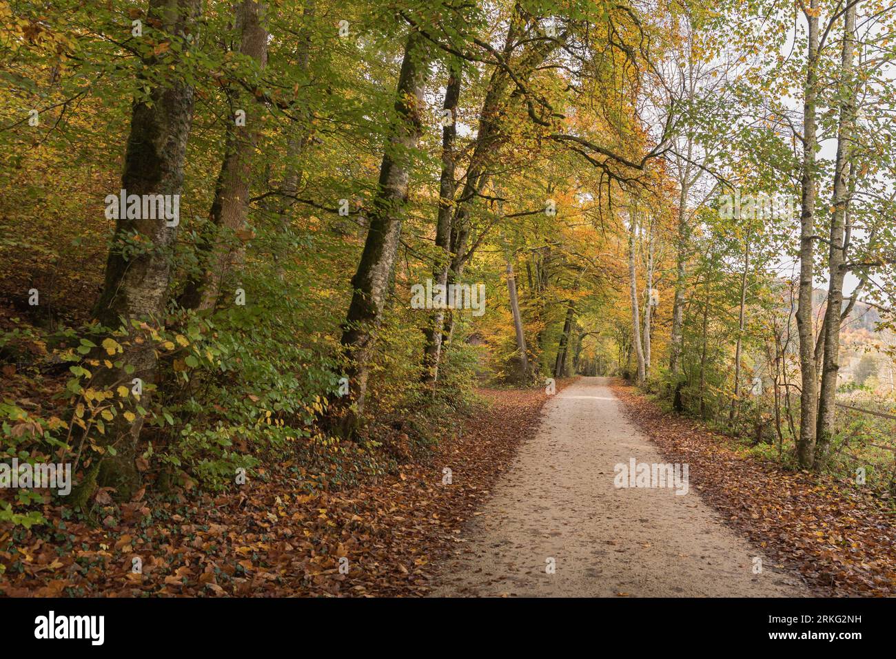 Wanderweg durch Herbstwald, Oberes Donautal, Naturpark Obere Donau, Schwäbische Alb, Baden-Württemberg, Deutschland Stockfoto