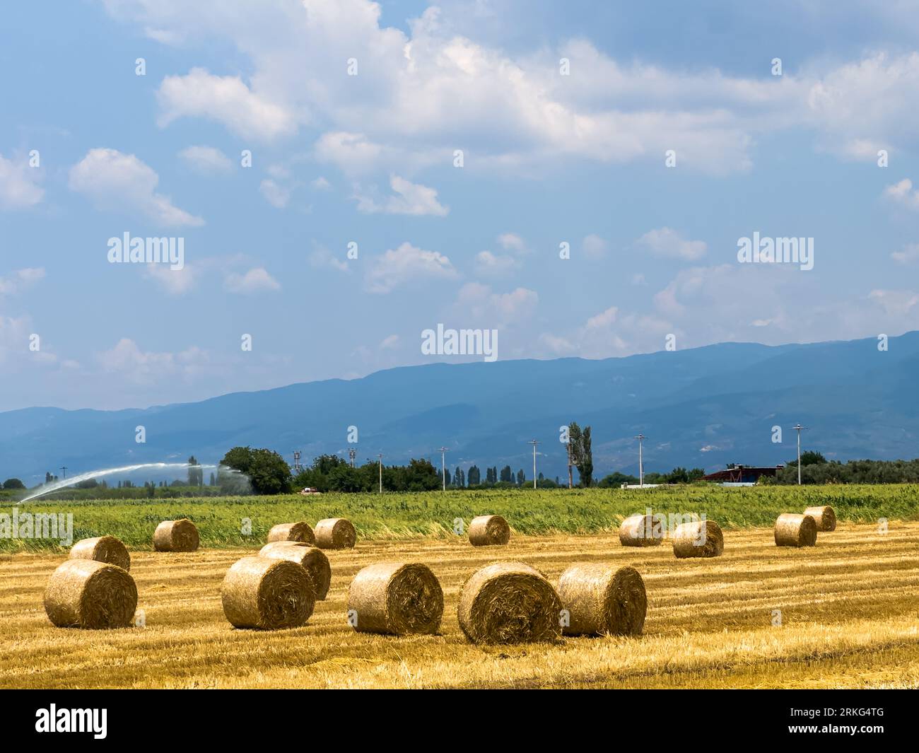 Heuballen in einem landwirtschaftlichen Feld nach der Ernte, die als Brennstoff oder als Futtermittel verwendet werden können, Lebensmittelkrisenkonzept. Hochwertige Fotos Stockfoto