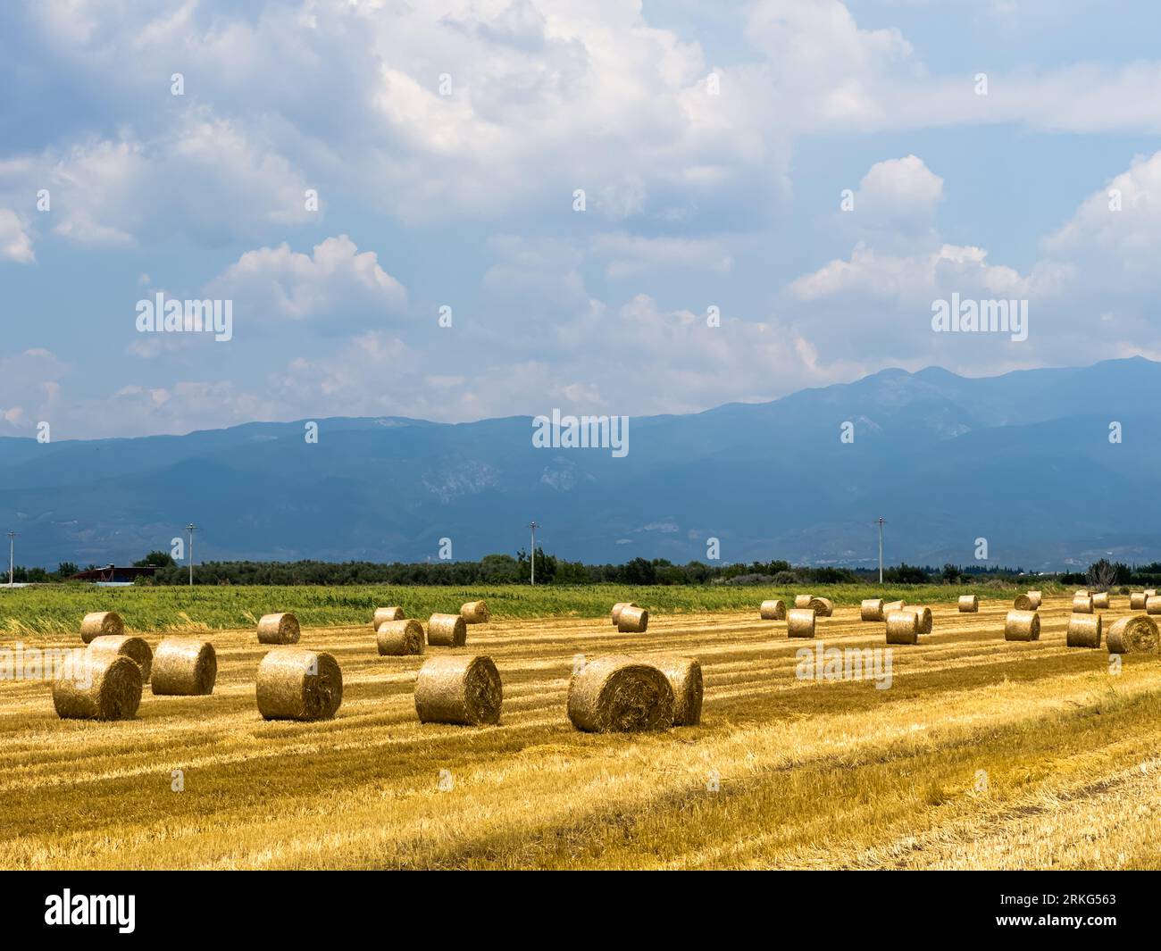 Heuballen in einem landwirtschaftlichen Feld nach der Ernte, die als Brennstoff oder als Futtermittel verwendet werden können, Lebensmittelkrisenkonzept. Hochwertige Fotos Stockfoto