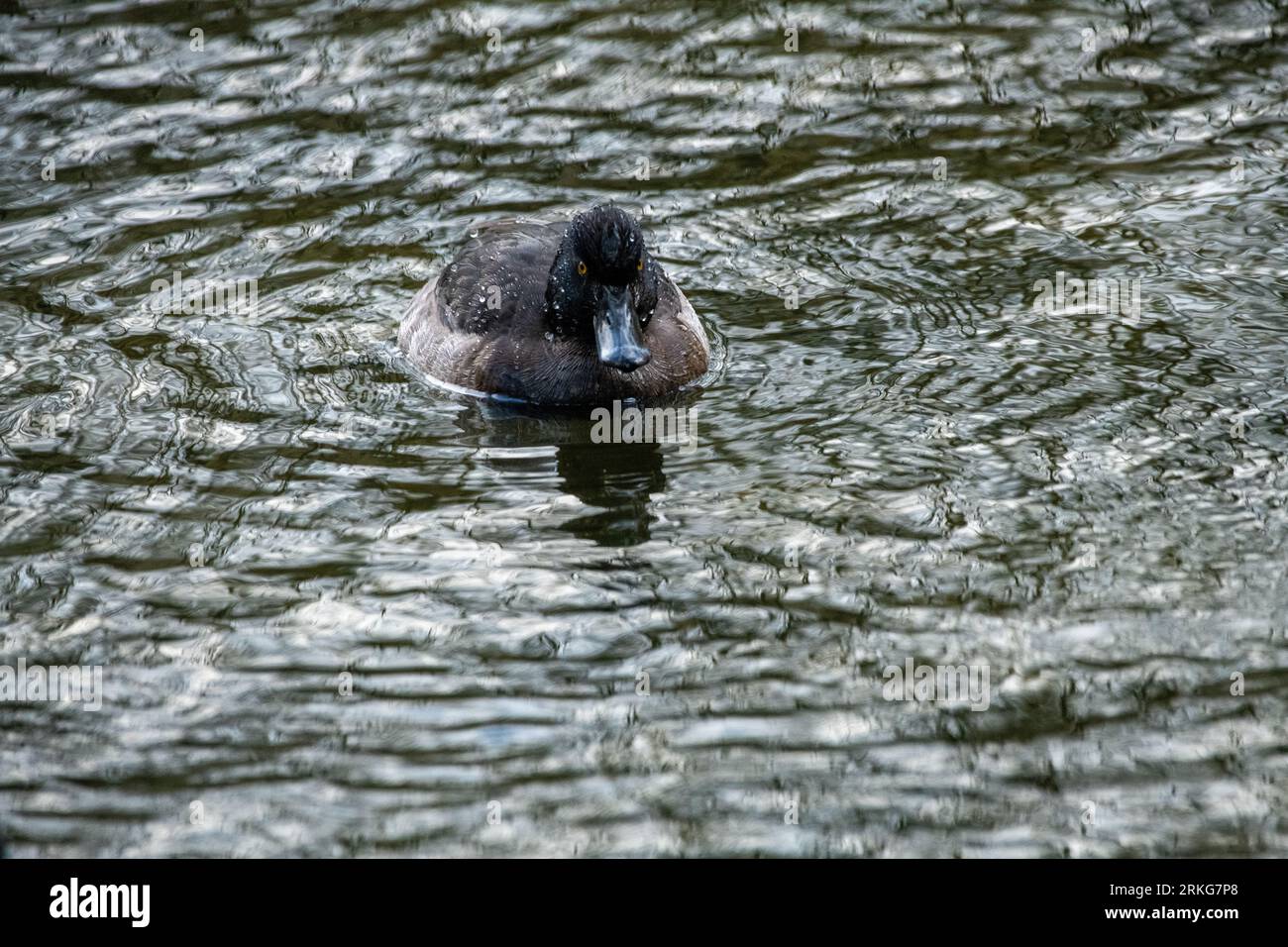 Ente auf dem Wasser Stockfoto