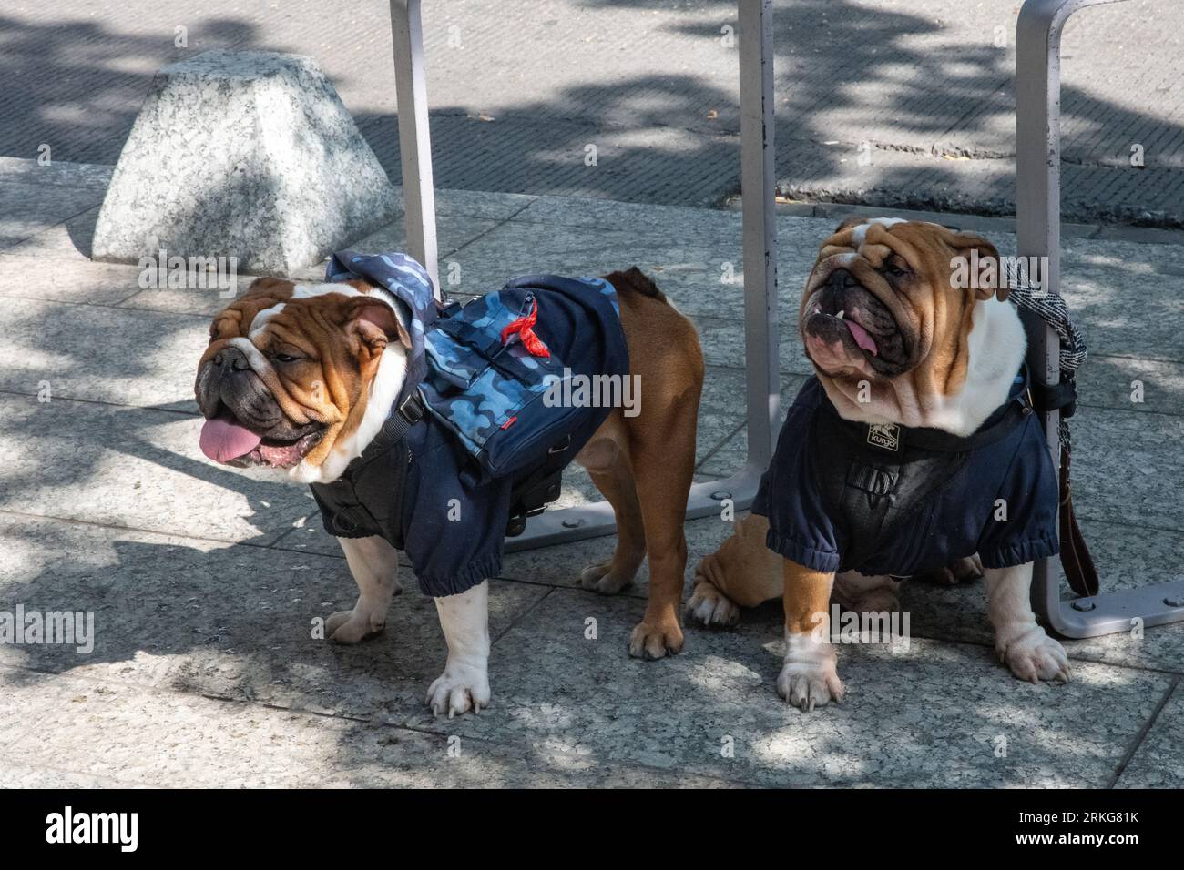Zwillingsbuldoggen Stockfoto