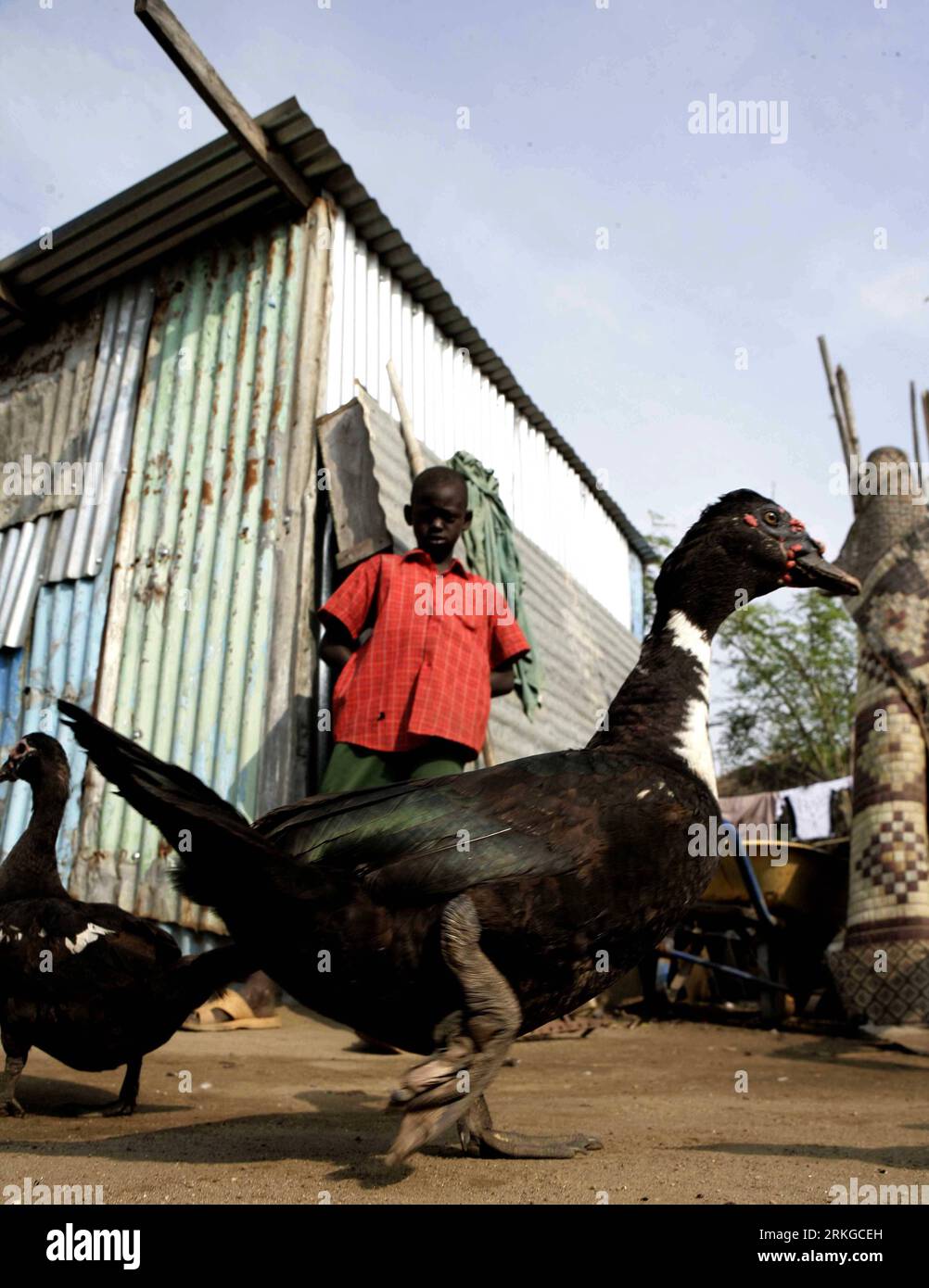 Bildnummer: 55579772 Datum: 08.07.2011 Copyright: imago/Xinhua (110708) -- JUBA, 8. Juli 2011 (Xinhua) -- Ein Junge schaut sich seine Enten vor seinem Haus in der südsudanesischen Stadt Juba an, 8. Juli 2011. Die sudanesische Regierung gab am Freitag offiziell bekannt, dass Südsudan am Samstag als unabhängiger Staat mit Souveränität anerkannt wurde, der auf der Grenzlinie vom 1. Januar 1956 basiert. (Xinhua/Nasser Nouri) (cl) SÜDSUDAN Einheimische Land Leute xda x0x Premiere 2011 hoch Bildnummer 55579772 Datum 08 07 2011 Copyright I Stockfoto