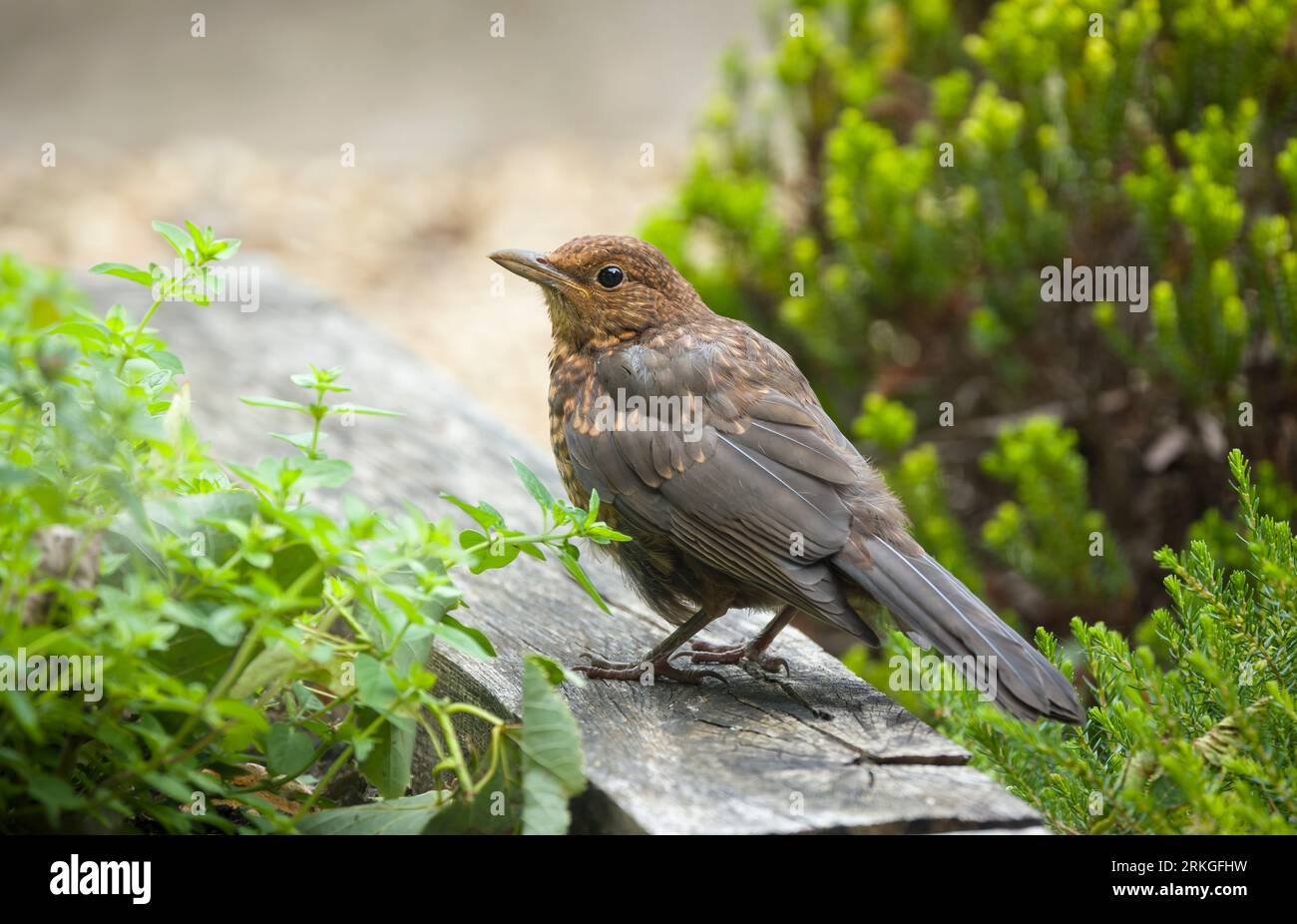 Junge Amseln (Turdus merula) mit gesprenkelten braunen Federn, die in einem britischen Garten auf Nahrungssuche gehen Stockfoto