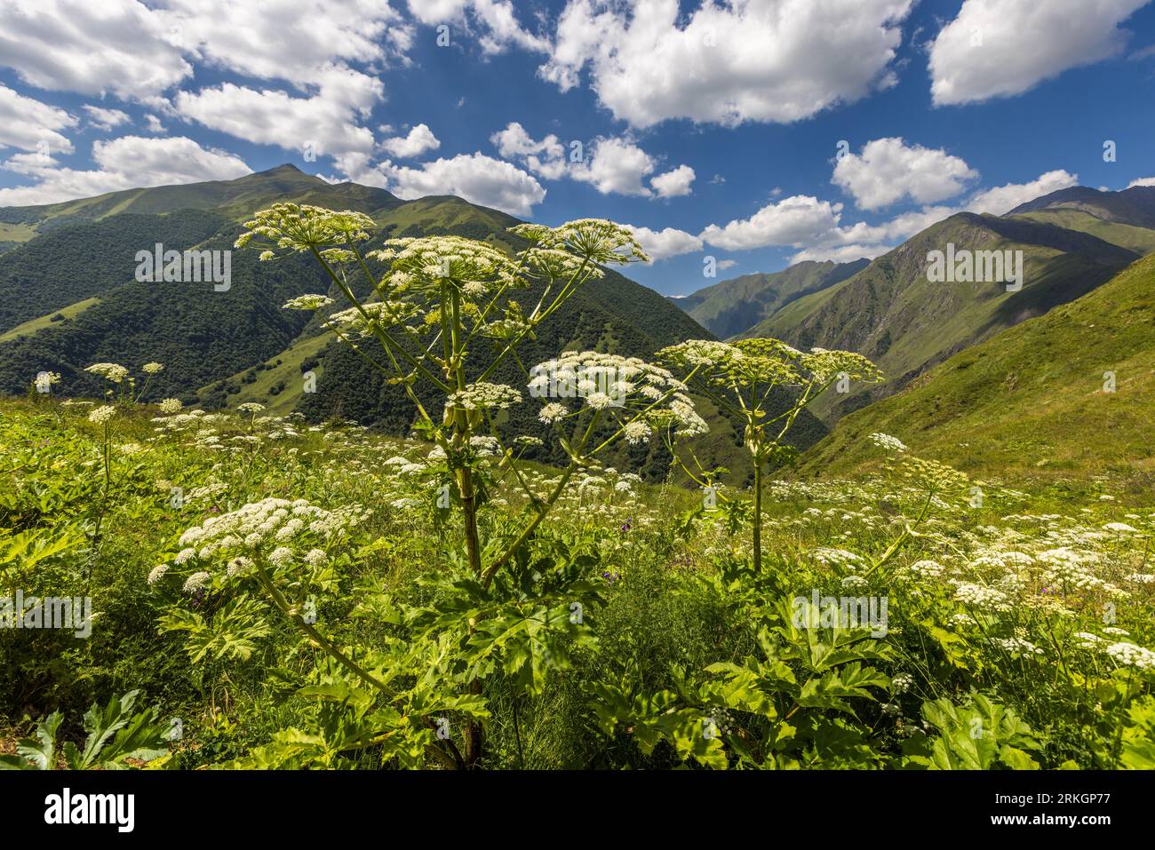 Wandern im hohen Kaukasus. Ardoti, Georgia. Der Riesenhogweed stammt aus dem Kaukasus Stockfoto