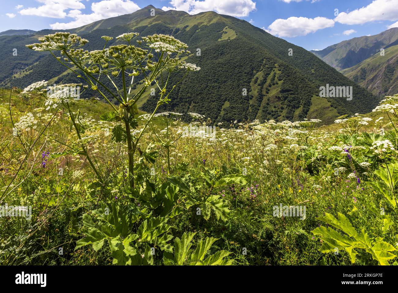 Wandern im hohen Kaukasus. Ardoti, Georgia. Der Riesenhogweed stammt aus dem Kaukasus Stockfoto