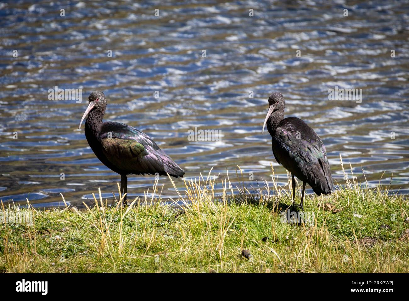 Das Puna ibis (Plegadis ridgwayi), Carhuacocha See, Huayhuash, Peru Stockfoto