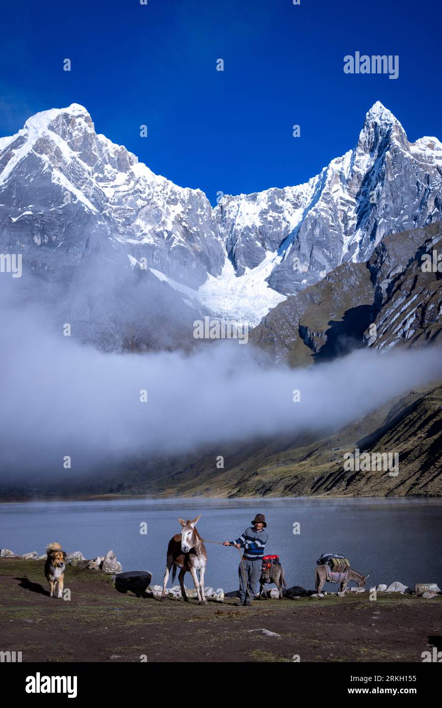 Esel, die zum Umzugslager gepackt sind, der Carhuacocha-See, der den Berg Yerupaja Chico und den Berg Jirishanca Grande zeigt, die Cordillera Huayhuash-Trekkingstrecke Stockfoto