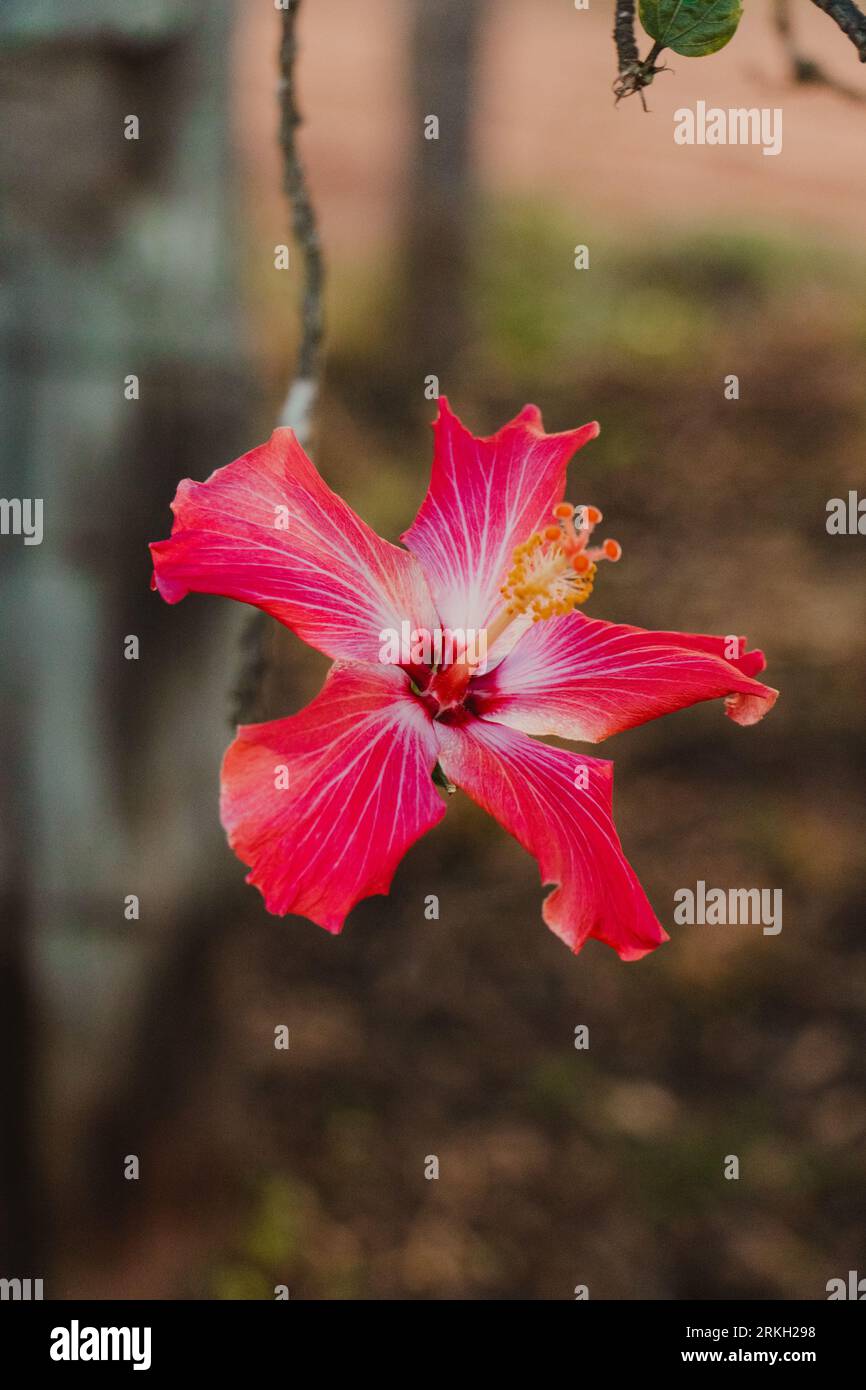 Red Hibiscus Blume im Garten Stockfoto