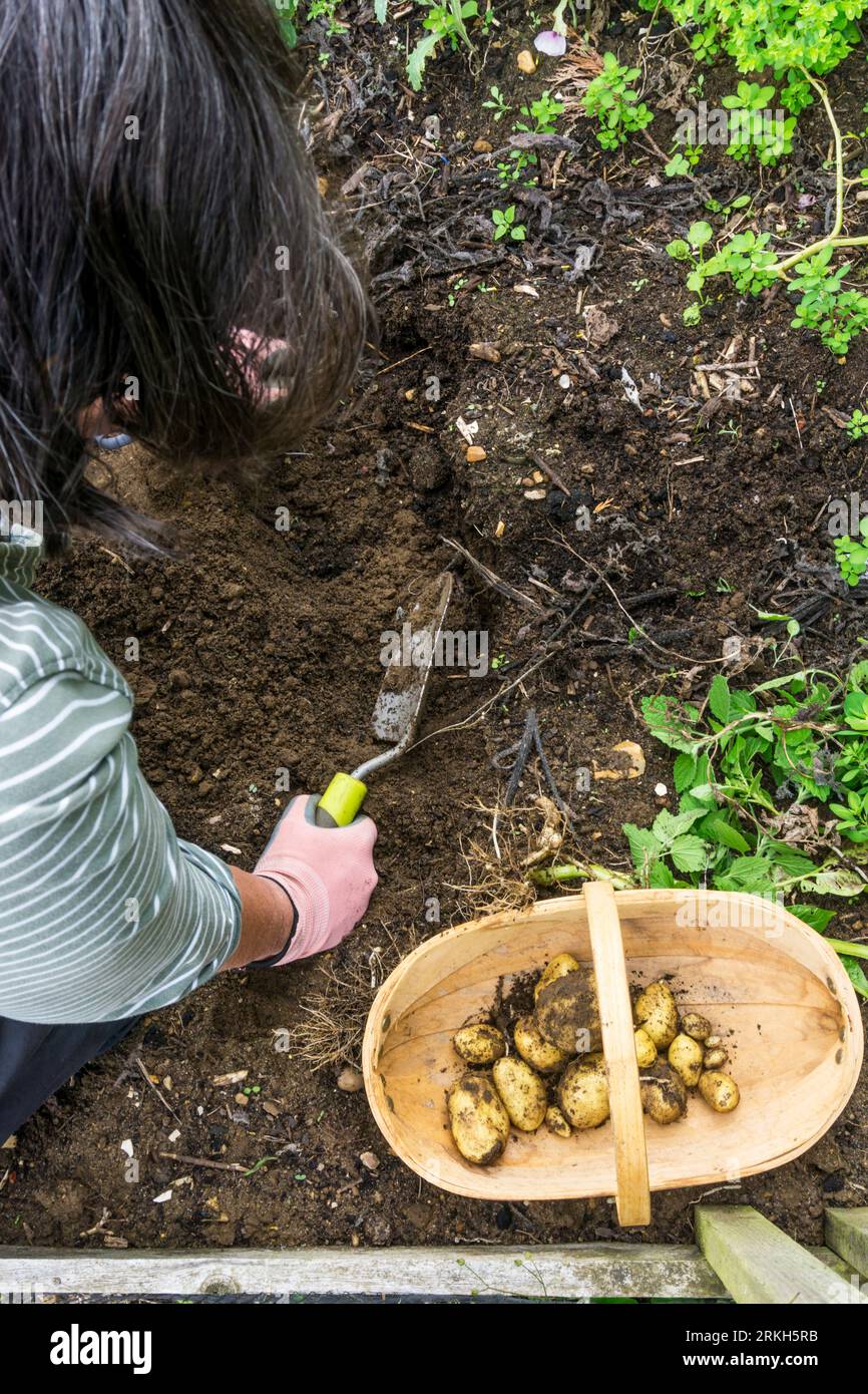 Eine Frau, die Charlotte-Kartoffeln in ihrem Gemüsegarten ausgräbt. Stockfoto