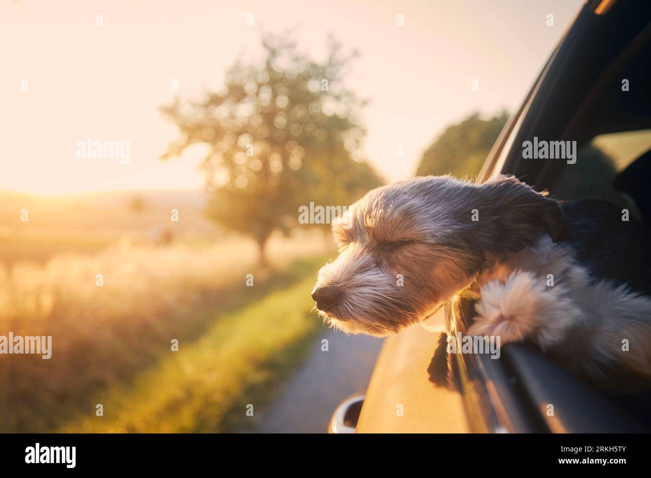 Glücklicher Lap Dog, der aus dem Autofenster schaut. Niedlicher Terrier, der einen Roadtrip an einem sonnigen Sommertag genießt. Stockfoto