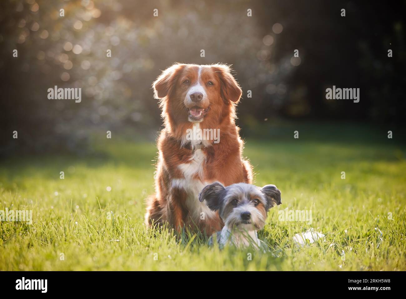 Zwei Hundefreunde sitzen zusammen auf der Wiese. Niedlicher Terrier und Retriever an sonnigen Sommertagen. Stockfoto
