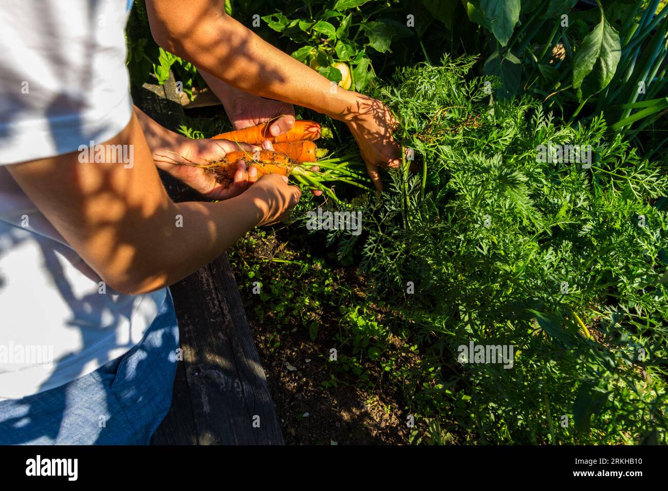 Kind, das Karotte herauszieht, die in der chemiefreien Gemüseproduktion im Freien im ländlichen Garten, Ungarn, hergestellt wird Stockfoto