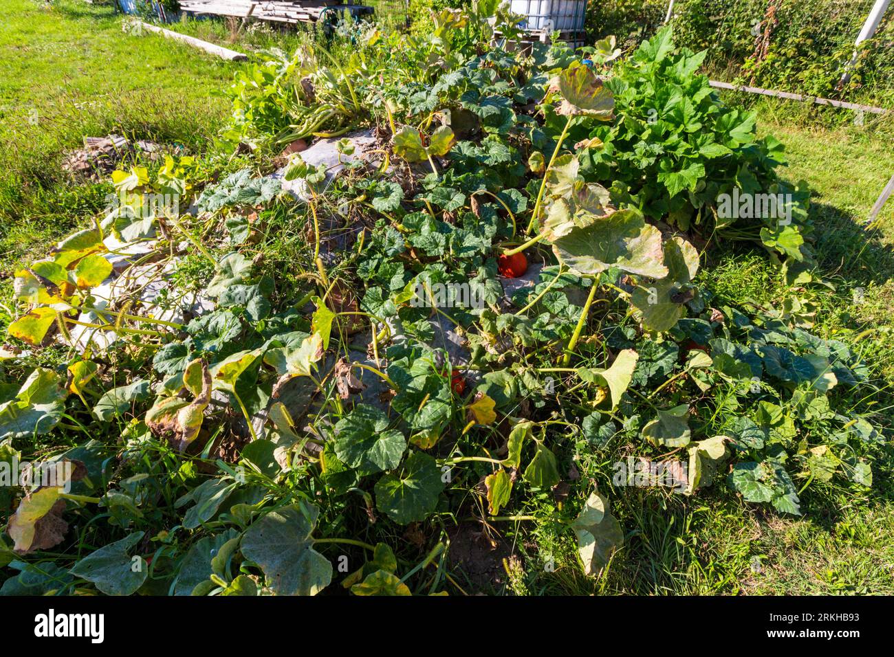 Chemikalienfreie Kürbisproduktion im Freien im ländlichen Garten, Ungarn Stockfoto