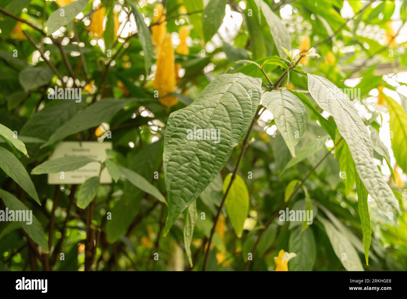 Mainau, Deutschland, 20. Juli 2023 Goldene Garnelenpflanze oder Pachystachys lutea in einem tropischen Haus Stockfoto