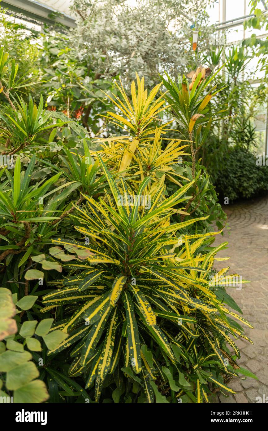 Mainau, Deutschland, 20. Juli 2023 exotische Pflanzen werden in einem Tropenhaus ausgestellt Stockfoto