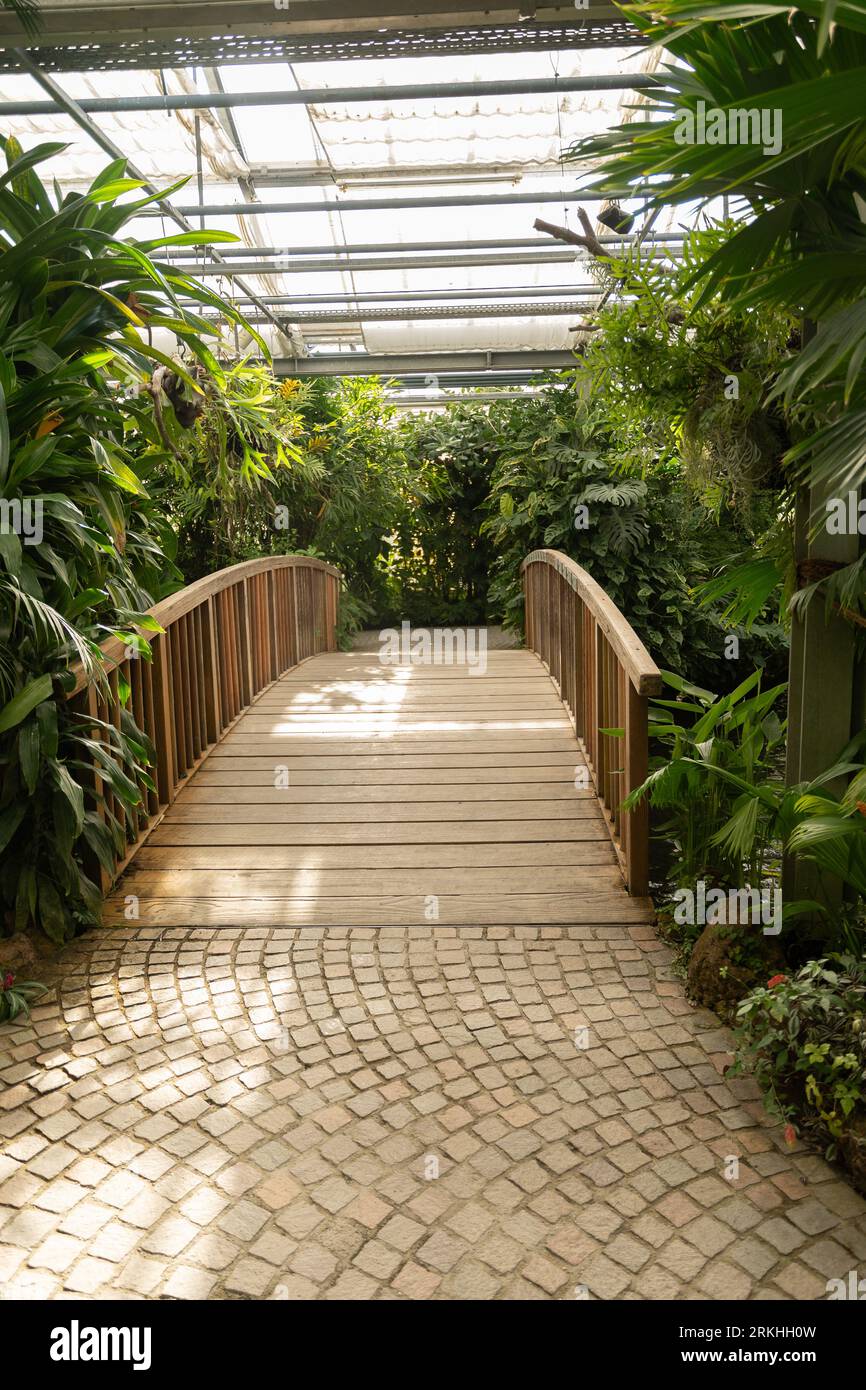 Mainau, Deutschland, 20. Juli 2023 exotische Pflanzen werden in einem Tropenhaus ausgestellt Stockfoto