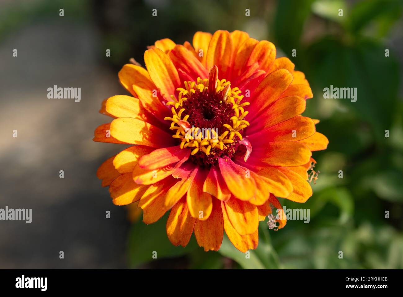 Mainau, Deutschland, 20. Juli 2023 Bunte Zinnia elegans blühen in einem hübschen Park Stockfoto