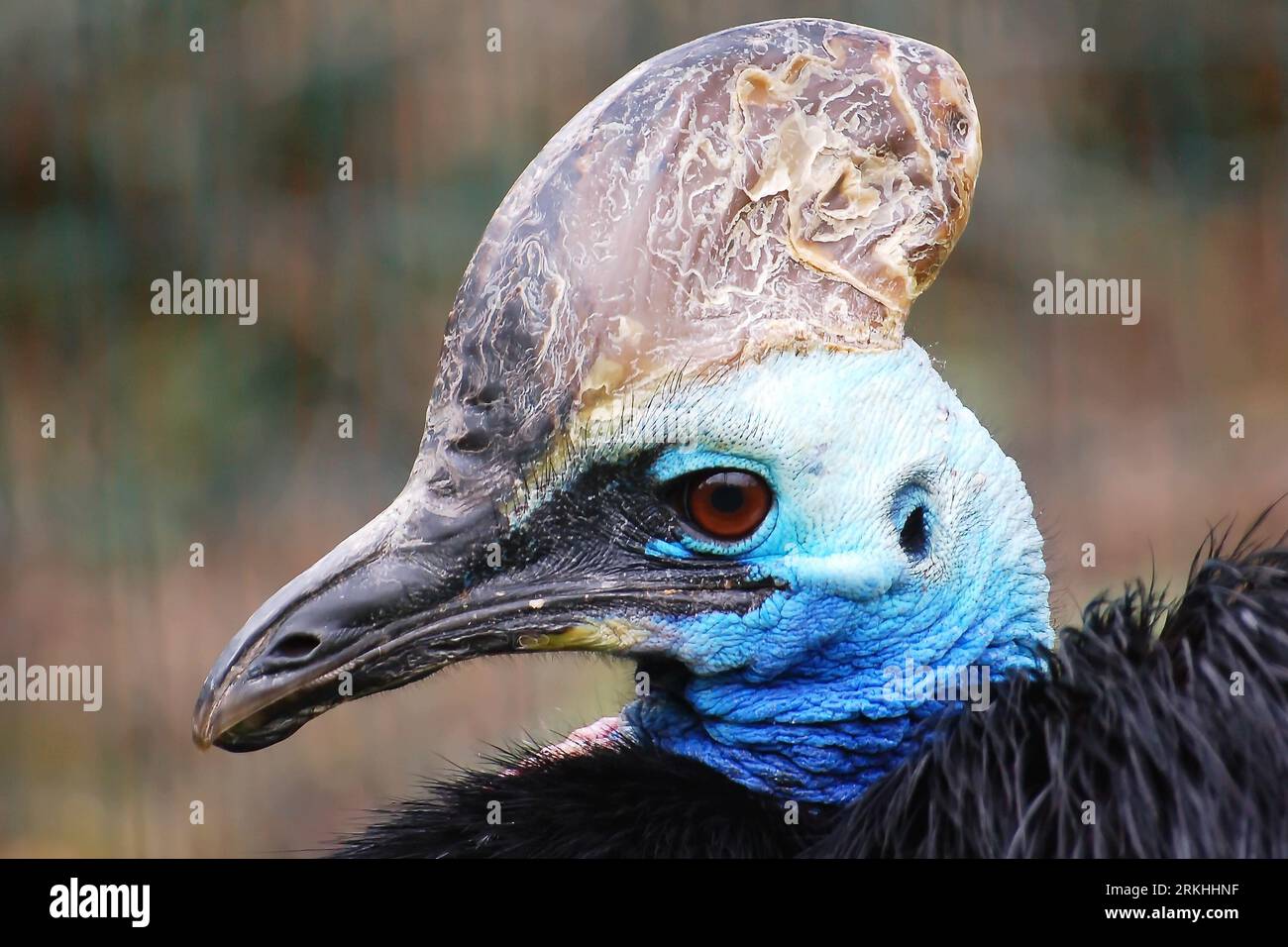Die Kasuarius casuarius ist eine große flugunfähige Vogelart der Familie der Casuariidae. Stockfoto