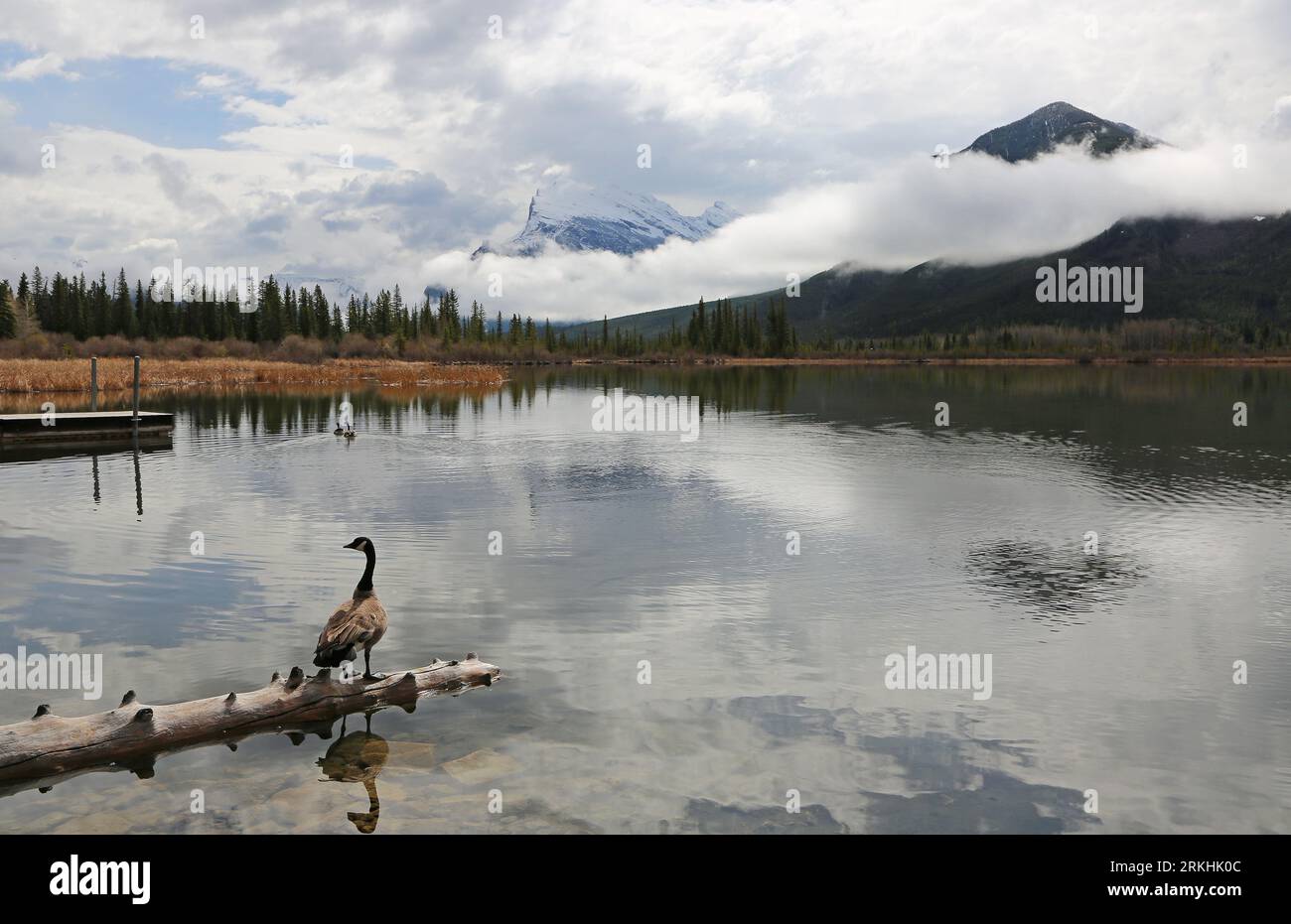 Kanadische Gans auf Holzstämmen, Kanada Stockfoto