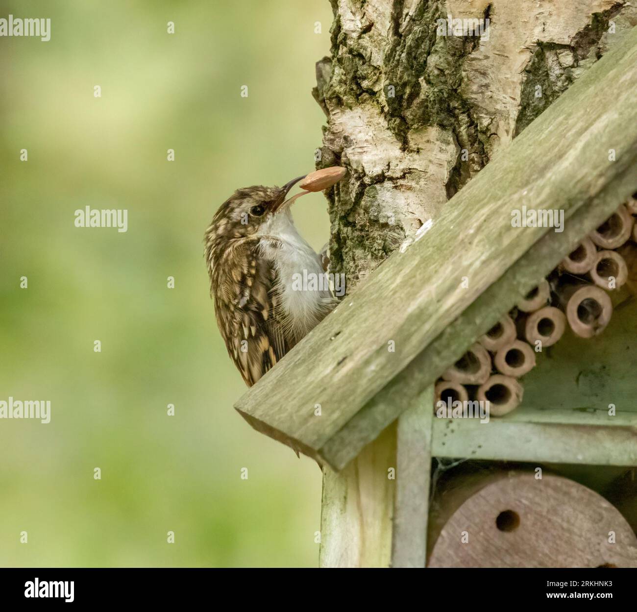 Kleiner brauner Vogel, der Baumkriecher, an der Seite eines Baumstammes im Wald Stockfoto